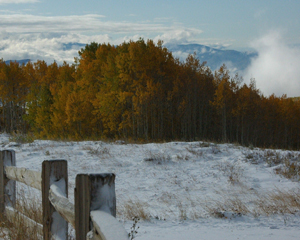 melissa park print-fence post